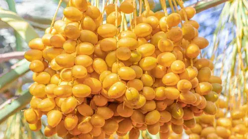 Closeup-of-Barhi-dates.webp
